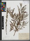 Foto von Salix viminalis L.